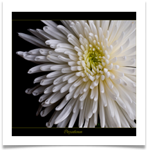 CHRYSANTHEMUM - Des Hawley